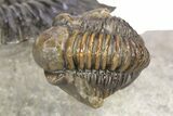 Flying Hollardops Trilobite With Gerastos - Orange Eye Facets #383223-3